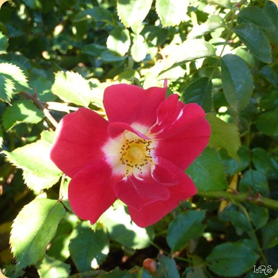 Rose2w