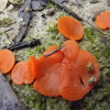 Orange peel mushroom