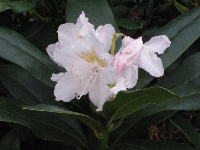 [Rhododendron, 9. sep. 2010 002[4].jpg]