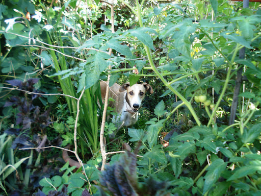 20100829%20025.JPG