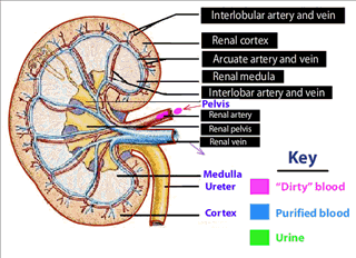 How Kidney works 5 tgl290909