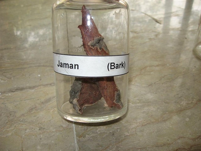 [jaman bark - specimen -pharmacology lab[2].jpg]