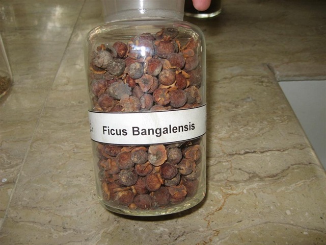 [ficus bangalensis specimen pharmacology lab[2].jpg]