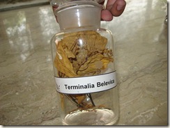 terminalia belevica specimen pharmacology lab specimen