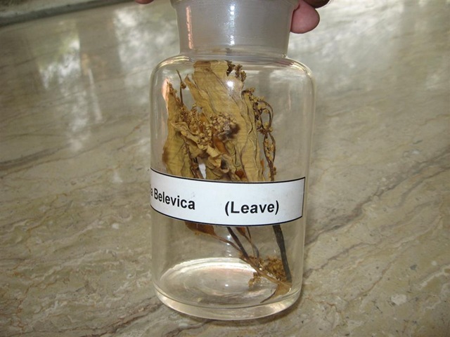 [leaves of terminalia belevica[2].jpg]