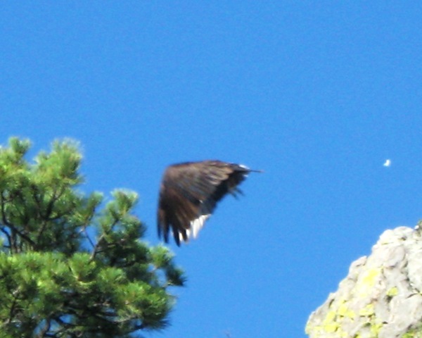[Turkey Vulture Taking Flight cropped[9].jpg]
