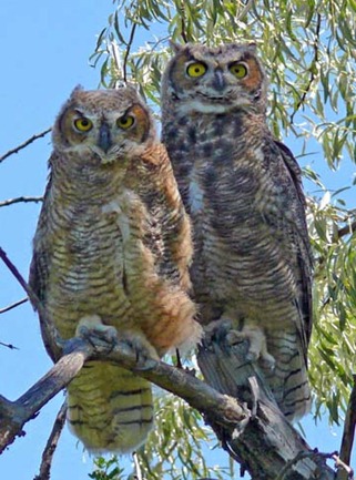 Juvenile Owls