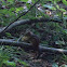 Eastern chipmunk 	Tamias striatus