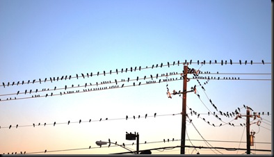 2010-12-08 Birds on line