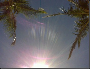 Hawaii Rays