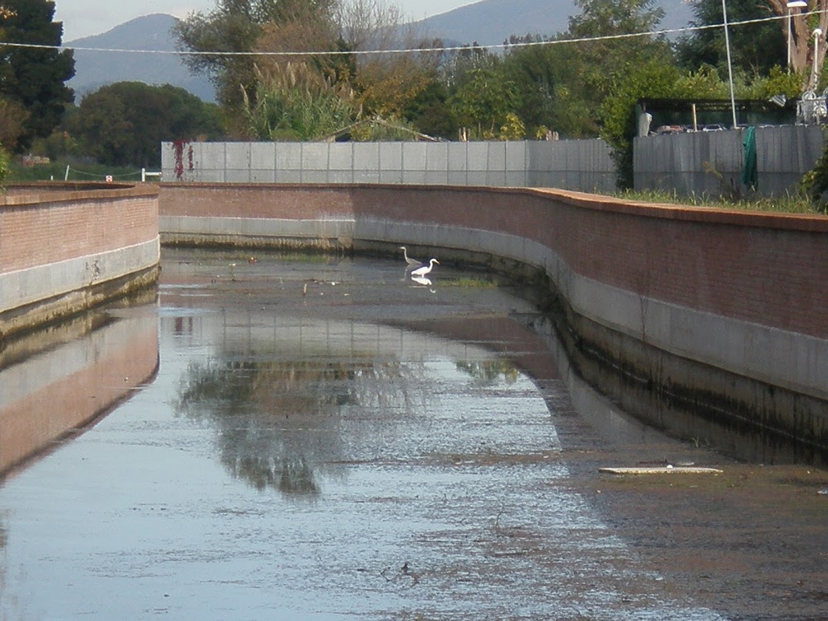 grey heron