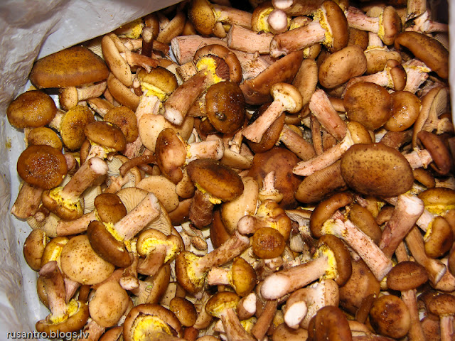 Sēņu laiks turpinās.