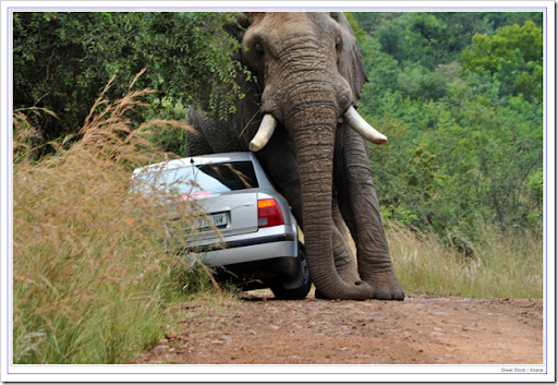 elephant-20110315-1739 elephant-20110315-1739
