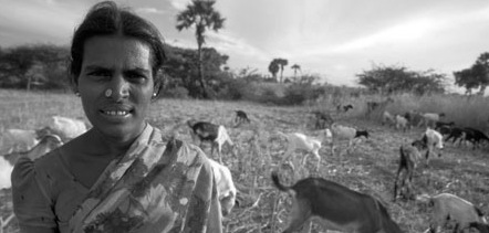 [9206 Farming India Keelakottahi goat-farmer Sungarampatty village Tamil Nadu[8].jpg]