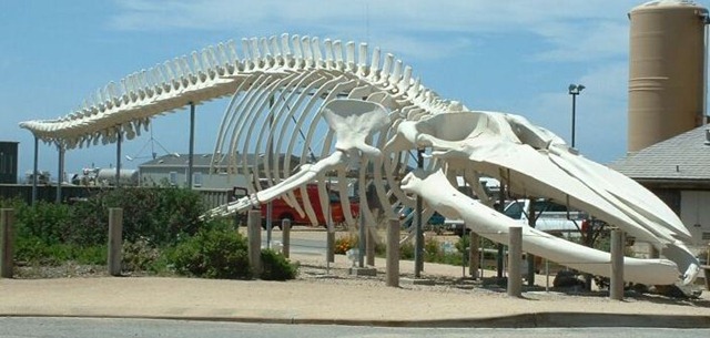 [blue whale skeleton[3].jpg]