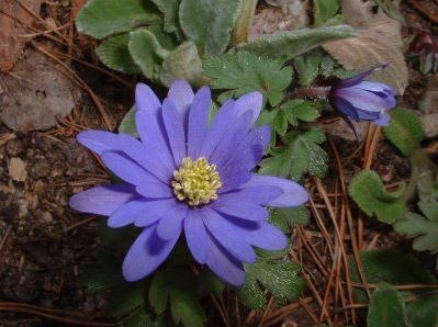 [May flower - blue[3].jpg]