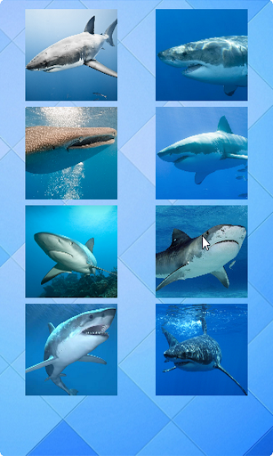 Shark Puzzle