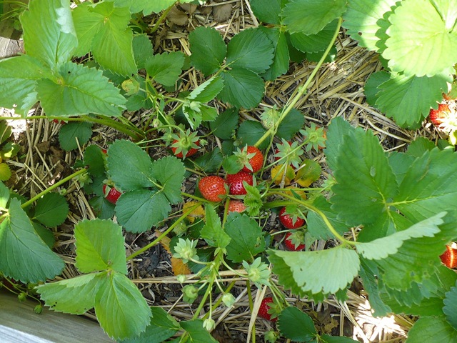 [strawberrypatch[3].jpg]