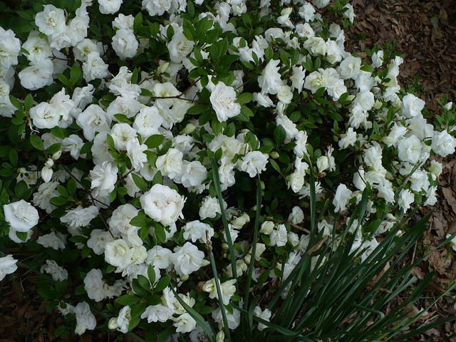 [whiteazaelas[3].jpg]