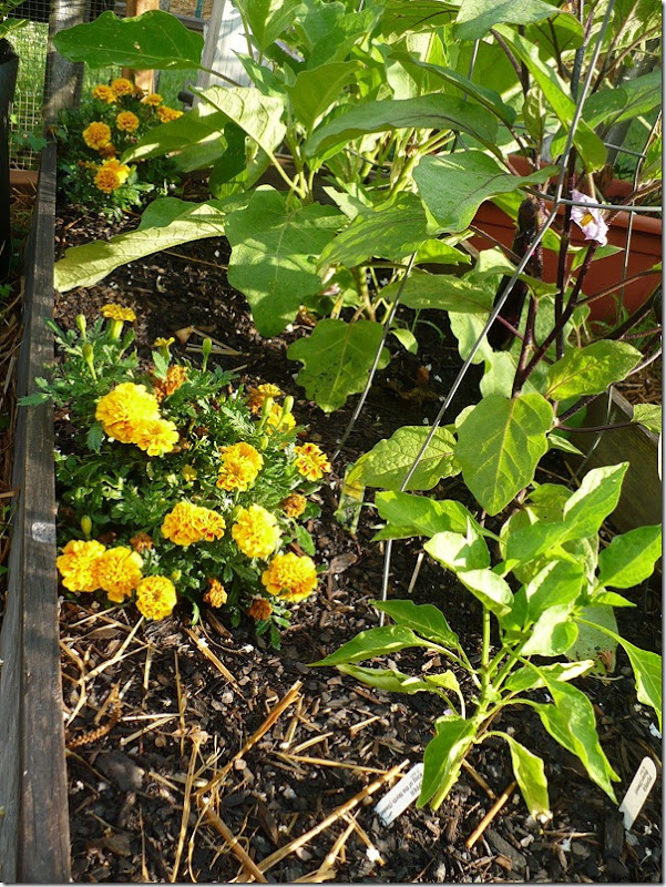 marigolds in a raised bed