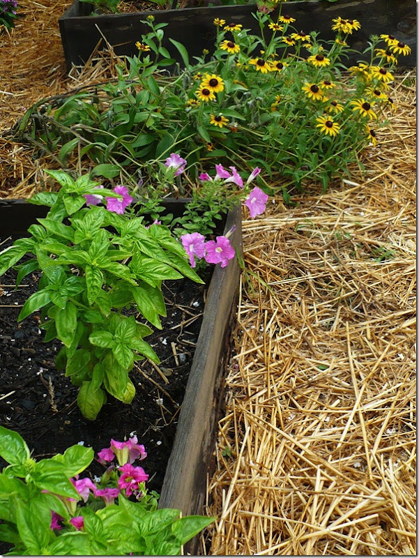 petunias in a raised bed