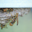 Paper Wasp