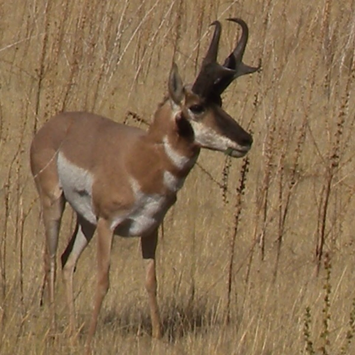 Prong Horn Antelope