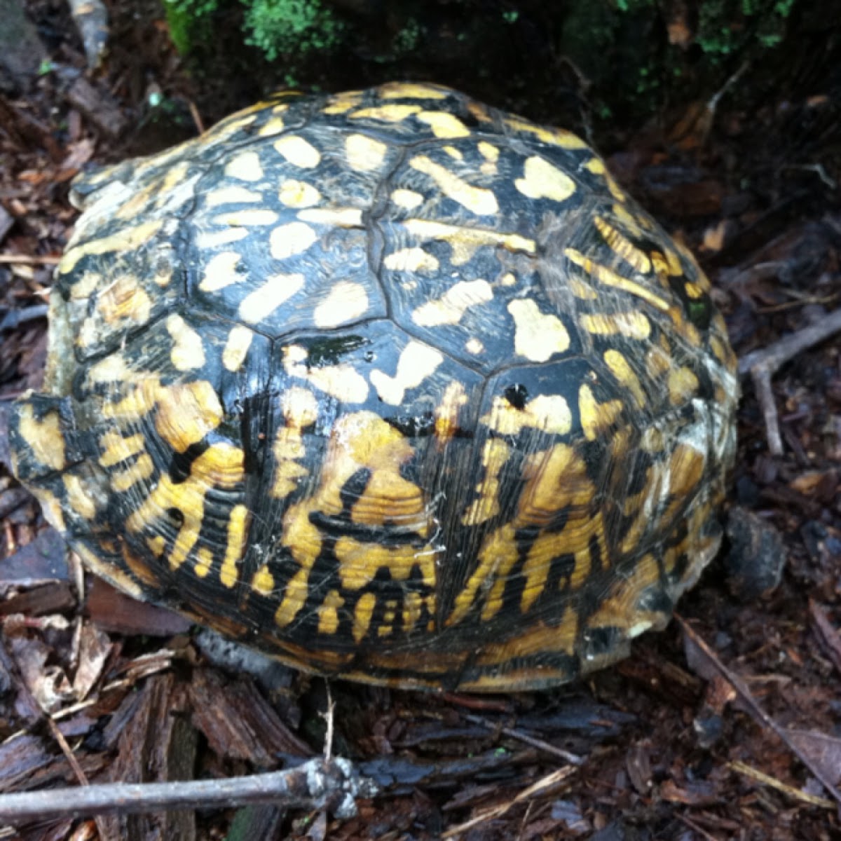 Eastern Box Turtle