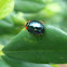 Leaf Beetle