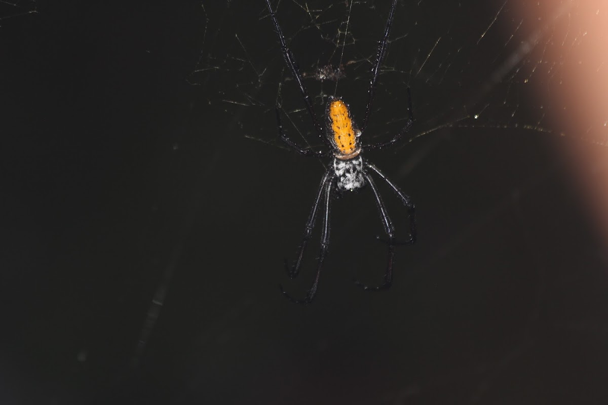 golden orb weaver spider