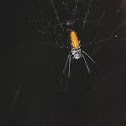 golden orb weaver spider
