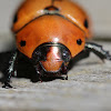 Grapevine Beetle