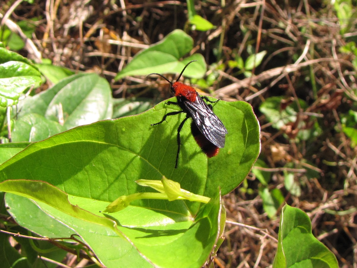 Red Velvet Ant (male)