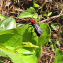 Red Velvet Ant (male)