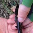 Smallmouth salamander