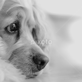 Pixel by Éric Senterre - Animals - Dogs Portraits