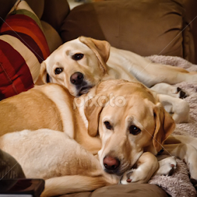 Inseperable by Howie George - Animals - Dogs Portraits