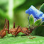 Zompopa y flor ( Common name in Costa Rica)