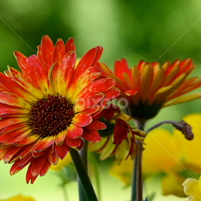 Orange  by Sydney Rohmann - Flowers Single Flower