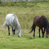 Dartmoor pony