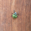 Green Shield Bug Nymph