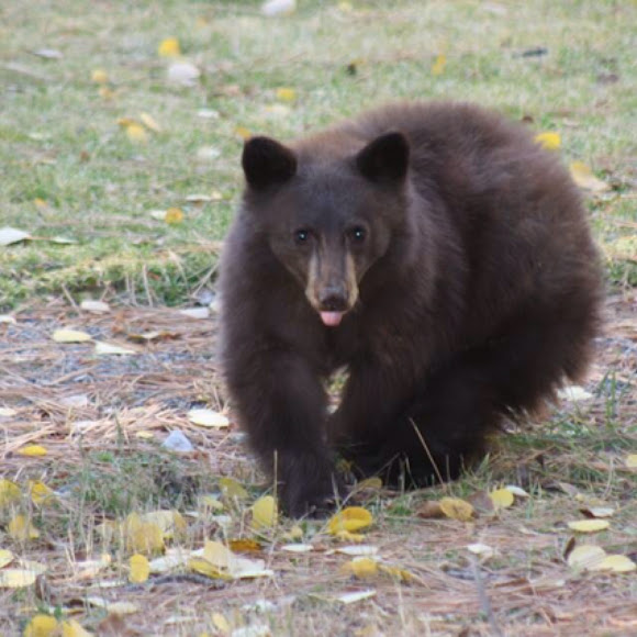 California Black Bear | Project Noah