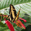 King Swallowtail or Thoas Swallowtail