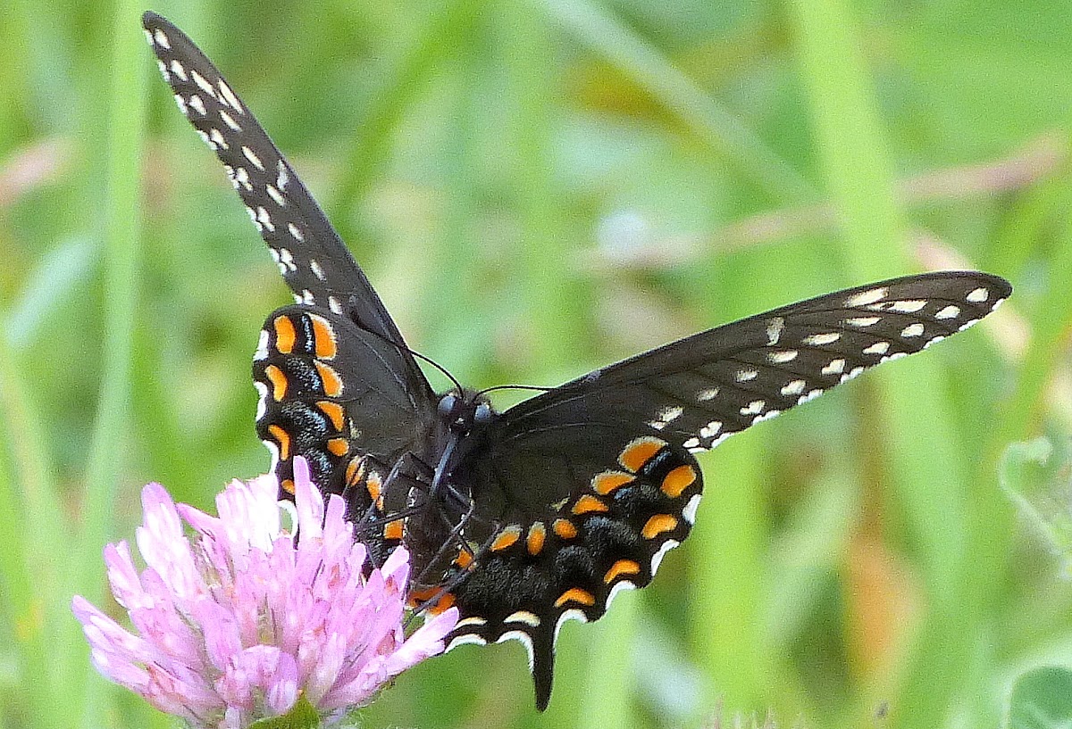 (Eastern) Black Swallowtail