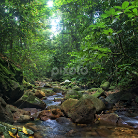 GO GREEN by Sim Sherina - Landscapes Forests