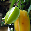 Star Fruit (Carambola)