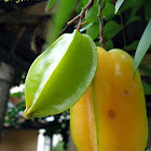 Star Fruit (Carambola)