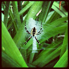 Black and yellow garden spider.
