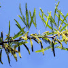 Acacia tree leaves