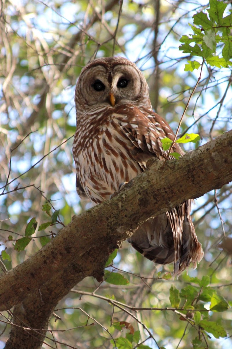 Barred Owl